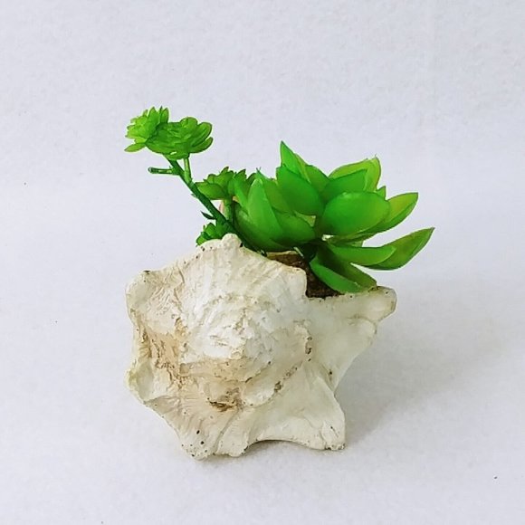 Seashell Succulent Waterproof Botanical Arrangement Beach Lake Cabin Decor 5" - Picture 2 of 7